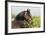 Oldenburg Horses 003-Bob Langrish-Framed Photographic Print