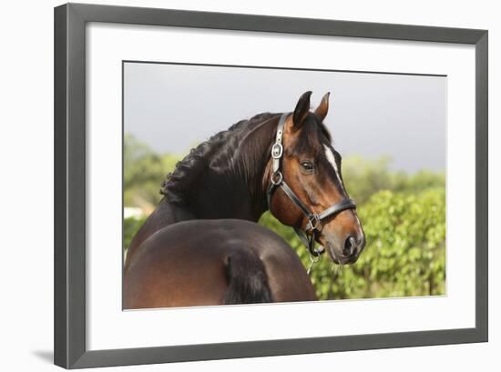 Oldenburg Horses 003-Bob Langrish-Framed Photographic Print