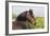 Oldenburg Horses 003-Bob Langrish-Framed Photographic Print