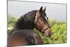 Oldenburg Horses 003-Bob Langrish-Mounted Photographic Print