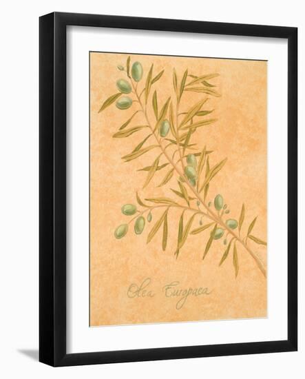 Olea Europaea-Linda Baliko-Framed Art Print