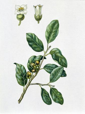 Oleaceae Leaves and Fruits of Olive Tree Olea Europaea Var Sylvestris'  Giclee Print | Art.com