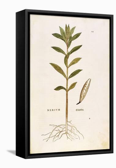 Oleander (Nerium Oleander) by Leonhart Fuchs from De Historia Stirpium Commentarii Insignes (Notabl-null-Framed Premier Image Canvas