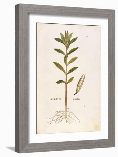 Oleander (Nerium Oleander) by Leonhart Fuchs from De Historia Stirpium Commentarii Insignes (Notabl-null-Framed Giclee Print