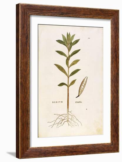 Oleander (Nerium Oleander) by Leonhart Fuchs from De Historia Stirpium Commentarii Insignes (Notabl-null-Framed Giclee Print