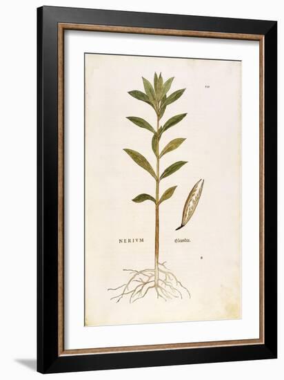 Oleander (Nerium Oleander) by Leonhart Fuchs from De Historia Stirpium Commentarii Insignes (Notabl-null-Framed Giclee Print