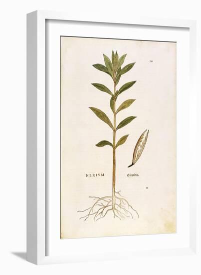 Oleander (Nerium Oleander) by Leonhart Fuchs from De Historia Stirpium Commentarii Insignes (Notabl-null-Framed Giclee Print