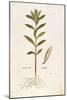 Oleander (Nerium Oleander) by Leonhart Fuchs from De Historia Stirpium Commentarii Insignes (Notabl-null-Mounted Giclee Print