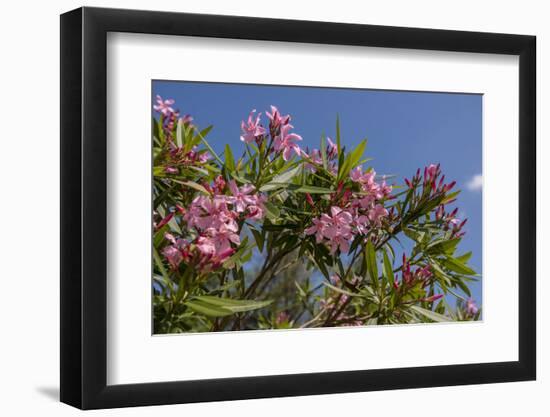 Oleander, New Smyrna Beach, Florida, USA-Lisa S^ Engelbrecht-Framed Photographic Print