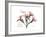 Oleander Peace-Albert Koetsier-Framed Premium Giclee Print