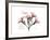 Oleander Peace-Albert Koetsier-Framed Premium Giclee Print