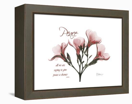 Oleander Peace-Albert Koetsier-Framed Stretched Canvas