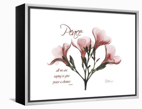 Oleander Peace-Albert Koetsier-Framed Stretched Canvas