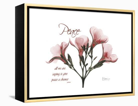 Oleander Peace-Albert Koetsier-Framed Stretched Canvas