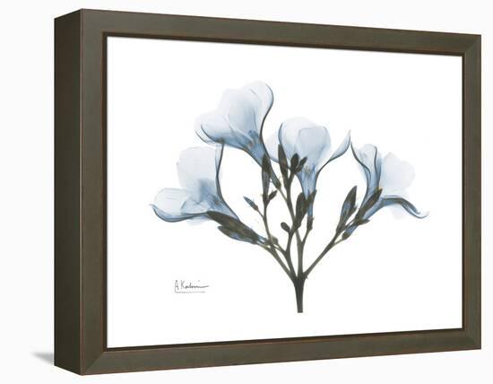 Oleander Portrait-Albert Koetsier-Framed Stretched Canvas