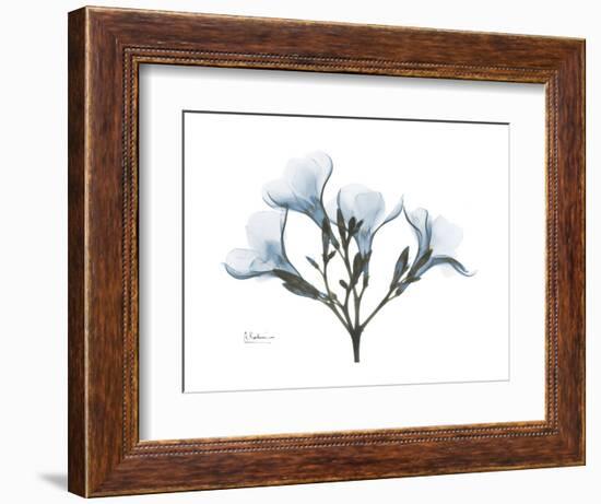 Oleander Portrait-Albert Koetsier-Framed Premium Giclee Print