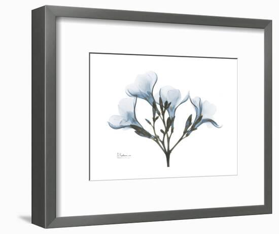 Oleander Portrait-Albert Koetsier-Framed Premium Giclee Print