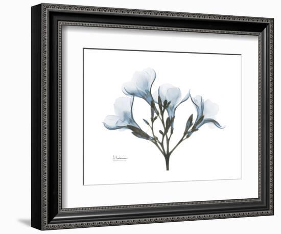 Oleander Portrait-Albert Koetsier-Framed Premium Giclee Print