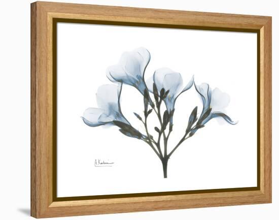 Oleander Portrait-Albert Koetsier-Framed Stretched Canvas