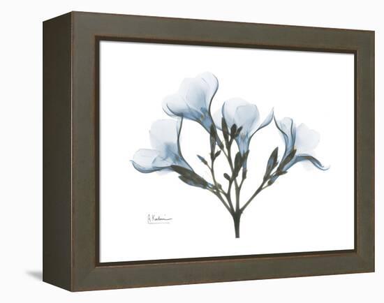 Oleander Portrait-Albert Koetsier-Framed Stretched Canvas