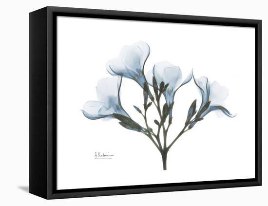 Oleander Portrait-Albert Koetsier-Framed Stretched Canvas