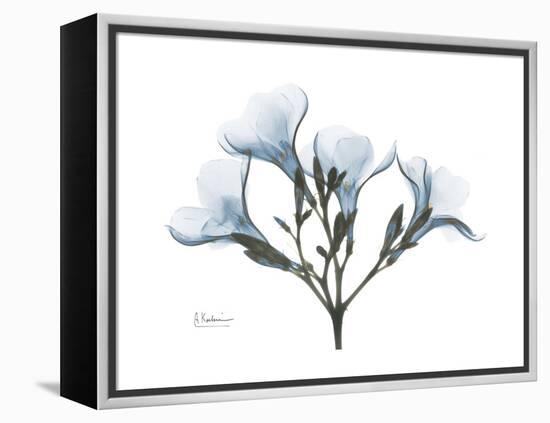 Oleander Portrait-Albert Koetsier-Framed Stretched Canvas