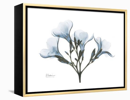 Oleander Portrait-Albert Koetsier-Framed Stretched Canvas