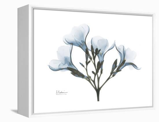 Oleander Portrait-Albert Koetsier-Framed Stretched Canvas