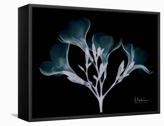 Oleander Whispers-Albert Koetsier-Framed Stretched Canvas