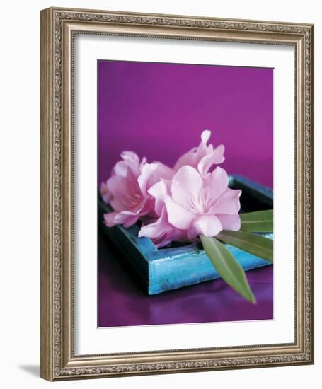 Oleander-Amelie Vuillon-Framed Art Print