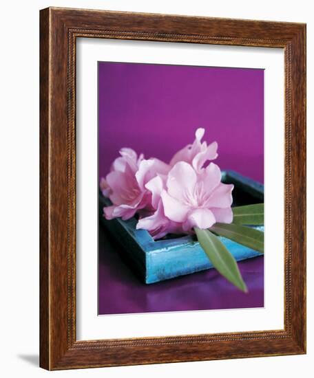 Oleander-Amelie Vuillon-Framed Art Print