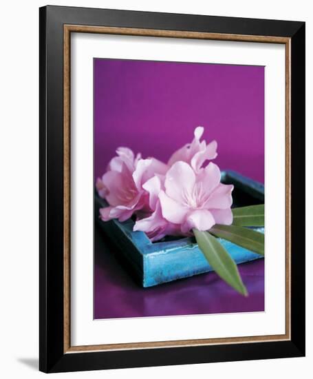 Oleander-Amelie Vuillon-Framed Art Print