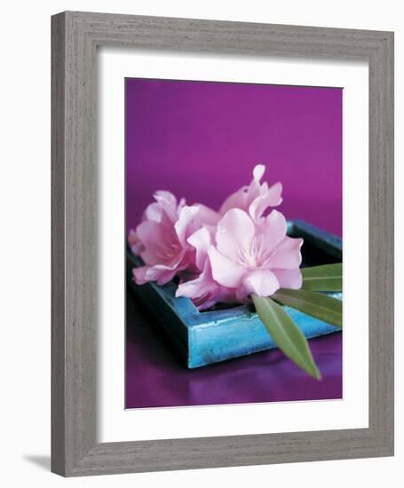 Oleander-Amelie Vuillon-Framed Art Print