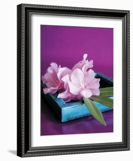 Oleander-Amelie Vuillon-Framed Art Print