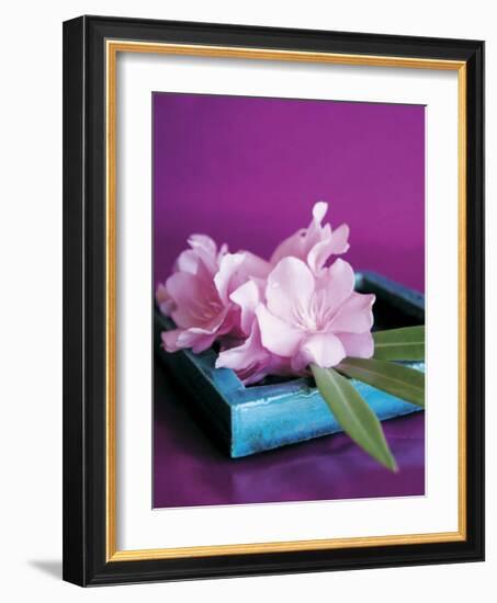 Oleander-Amelie Vuillon-Framed Art Print