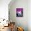 Oleander-Amelie Vuillon-Mounted Art Print displayed on a wall