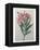 Oleander-Pierre-Joseph Redoute-Framed Stretched Canvas