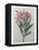 Oleander-Pierre-Joseph Redoute-Framed Stretched Canvas