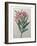 Oleander-Pierre-Joseph Redoute-Framed Art Print