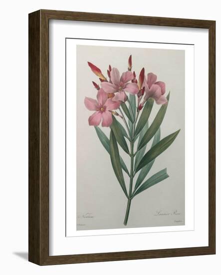 Oleander-Pierre-Joseph Redoute-Framed Art Print