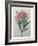 Oleander-Pierre-Joseph Redoute-Framed Art Print