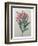 Oleander-Pierre-Joseph Redoute-Framed Art Print