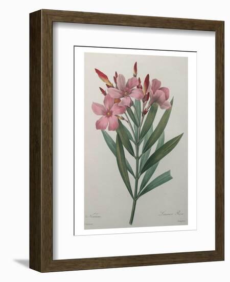 Oleander-Pierre-Joseph Redoute-Framed Art Print