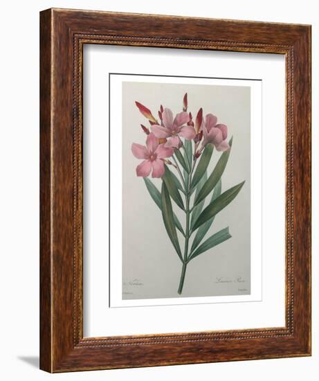 Oleander-Pierre-Joseph Redoute-Framed Art Print