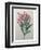 Oleander-Pierre-Joseph Redoute-Framed Art Print