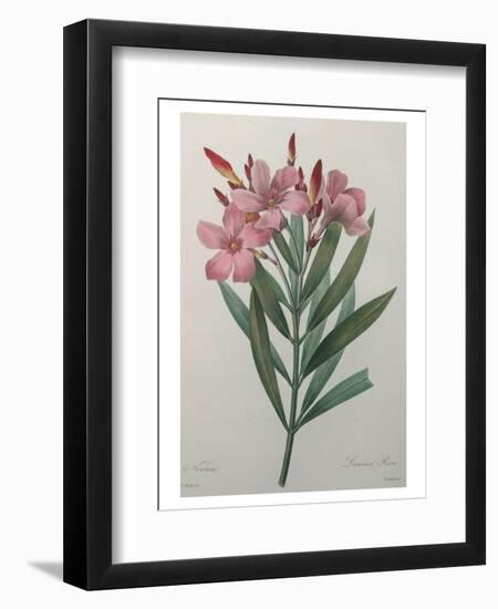 Oleander-Pierre-Joseph Redoute-Framed Art Print