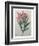 Oleander-Pierre-Joseph Redoute-Framed Art Print