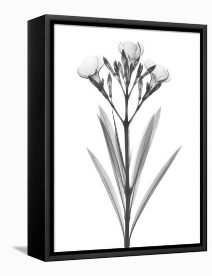 Oleander-Albert Koetsier-Framed Stretched Canvas