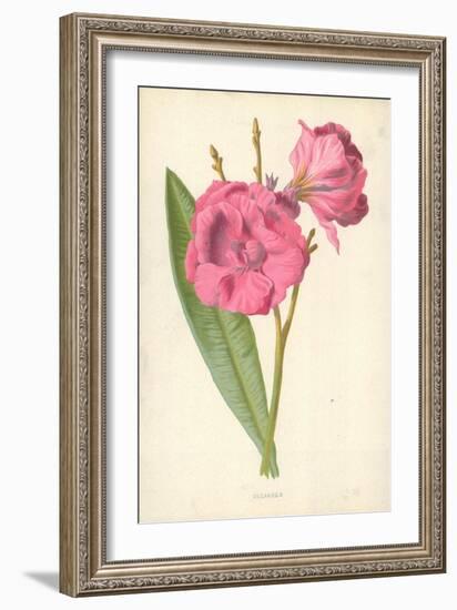 Oleander-Frederick Edward Hulme-Framed Giclee Print