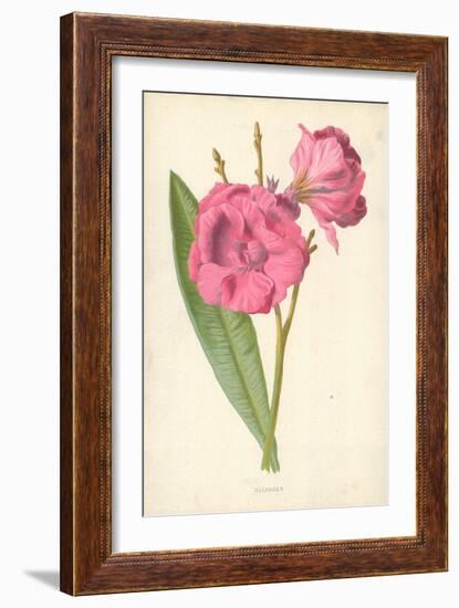 Oleander-Frederick Edward Hulme-Framed Giclee Print